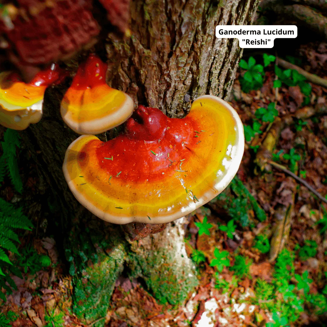 High Potency Reishi Capsules (Single Origin) by Cosmos Healing