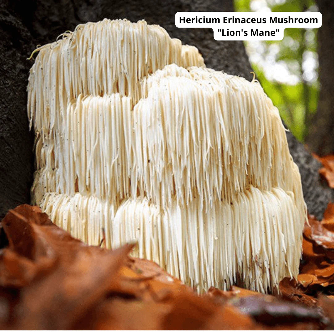 High Potency Lion's Mane Capsules (Single Origin) by Cosmos Healing