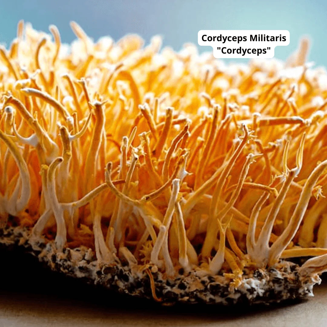 High Potency Cordyceps Capsules (Single Origin) by Cosmos Healing