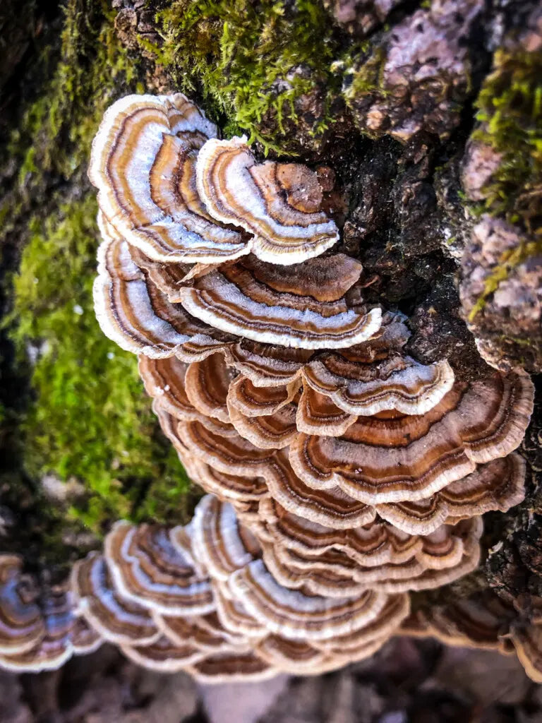 High Potency Turkey Tail Capsules (Single Origin) by Cosmos Healing